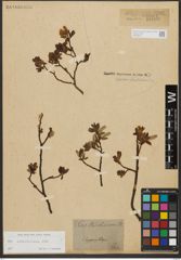 Foto von Salix waldsteiniana Willd.